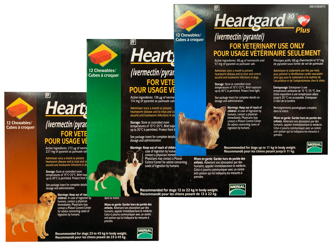 Hookworms in Dogs  HEARTGARD® Plus (ivermectin/pyrantel)